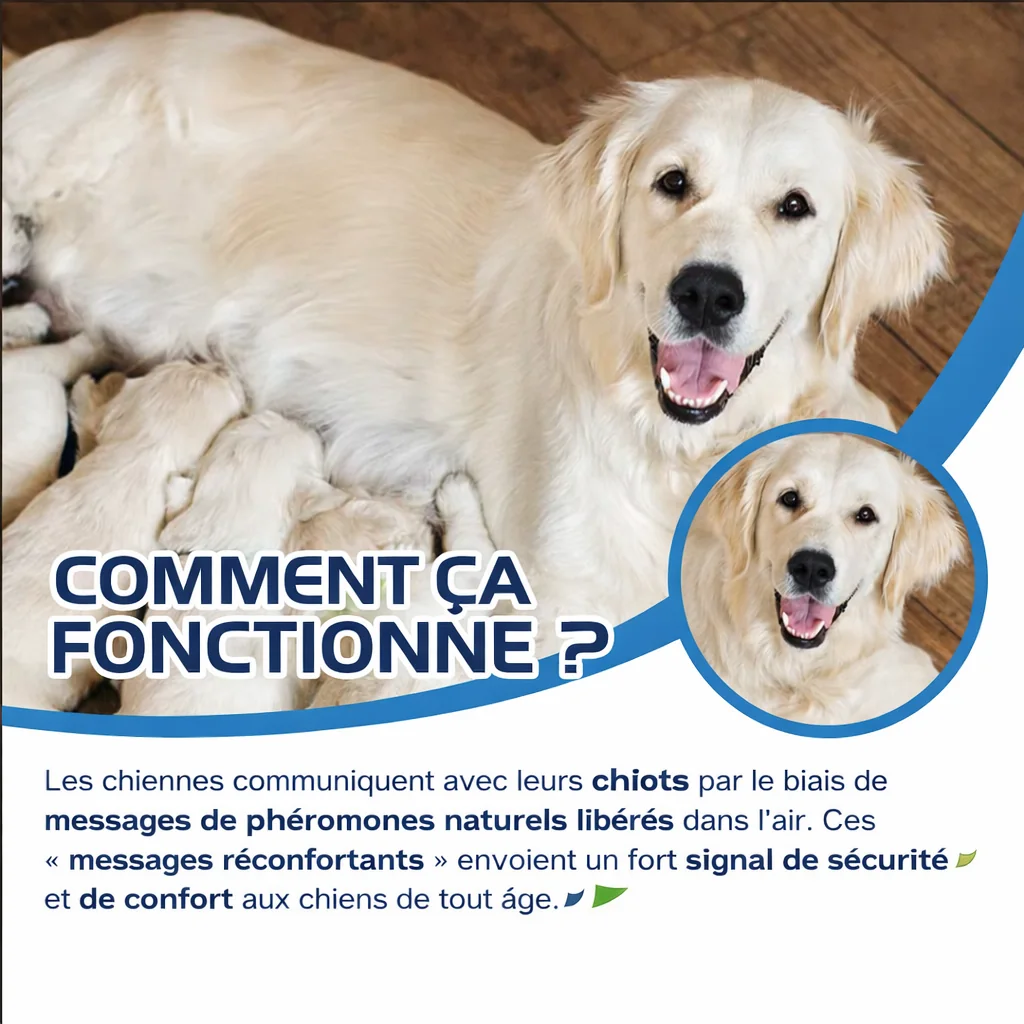 Miniature recharges chien vue 5